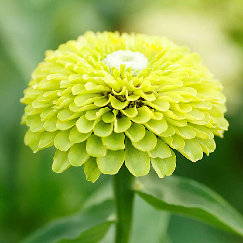 Vibrant Envy Zinnia Seeds - Image 2