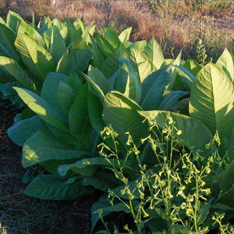 Virginia Tobacco Seed (Tabacum species) - Image 2
