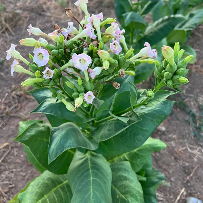 Virginia Tobacco Seed (Tabacum species) - Image 5