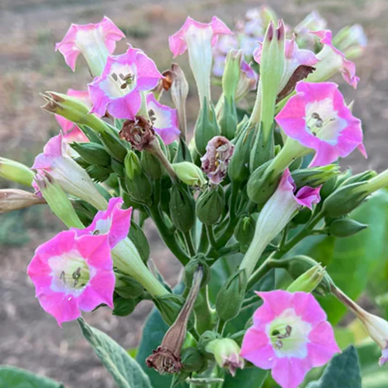 Virginia Tobacco Seed (Tabacum species) - Image 6