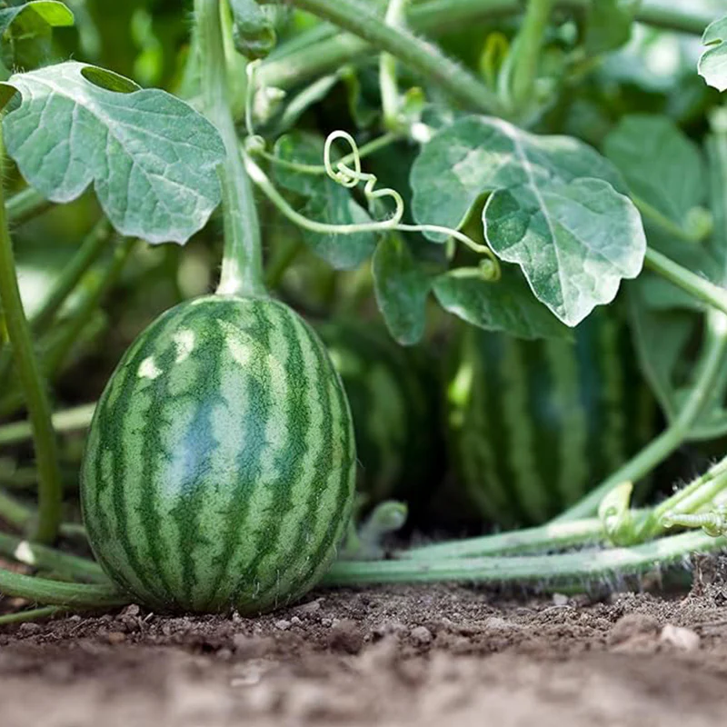 Watermelon Seeds for Planting, Fruit Seeds for Planting - Image 4