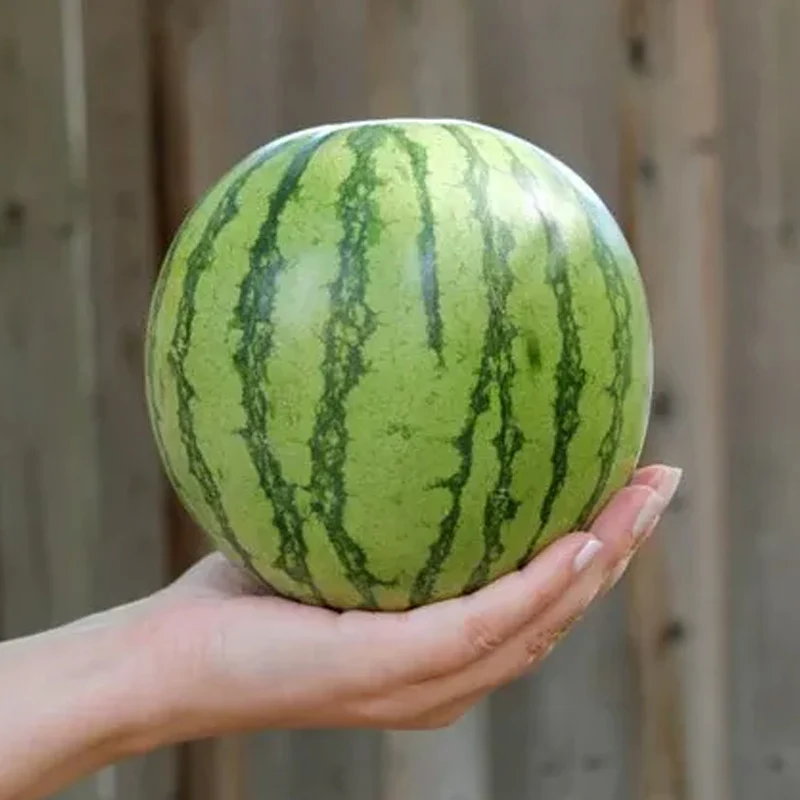 Watermelon Seeds - Yellow Petite - Image 4