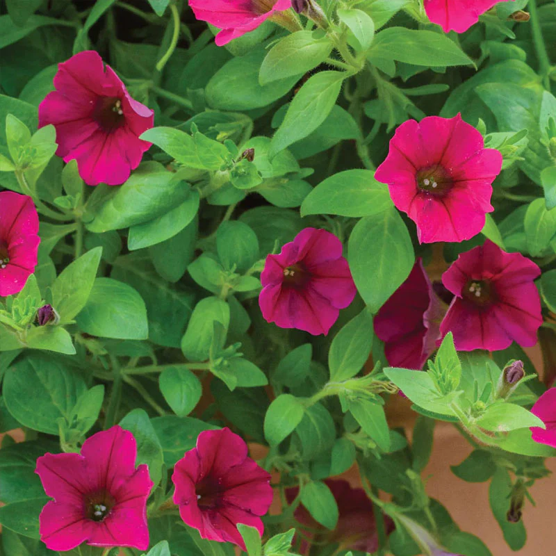 Wave Carmine Velour Petunia Seed Variety - Image 2