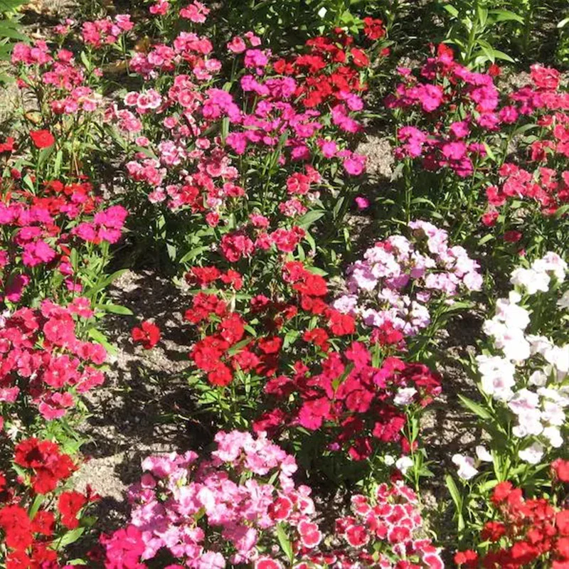 WEE Willie Dwarf SWEET WILLIAM Mixed Colors Dianthus Barbatus Flower Seeds - Image 4