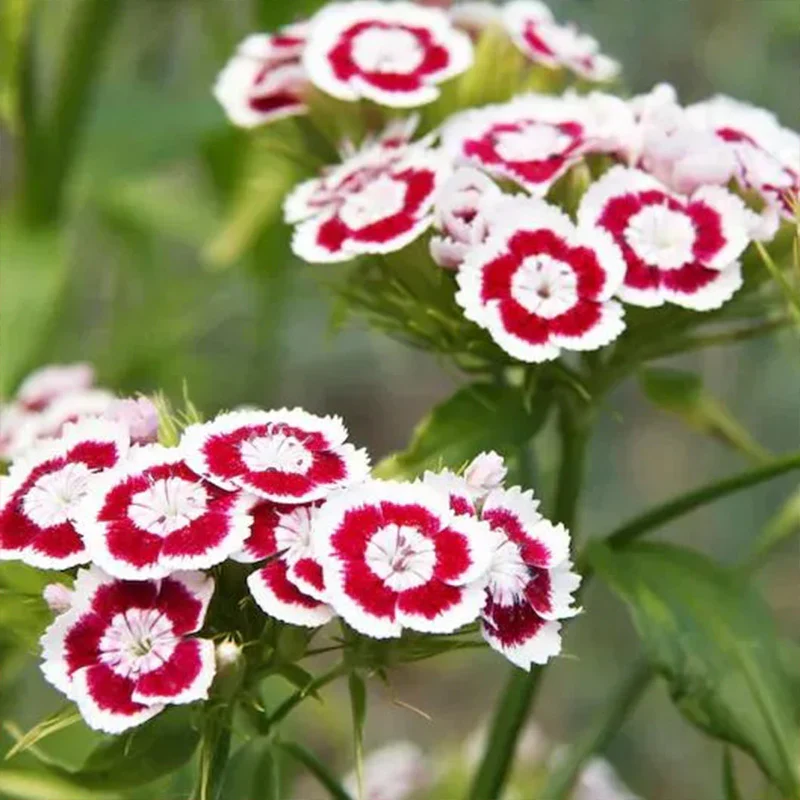 WEE Willie Dwarf SWEET WILLIAM Mixed Colors Dianthus Barbatus Flower Seeds - Image 5