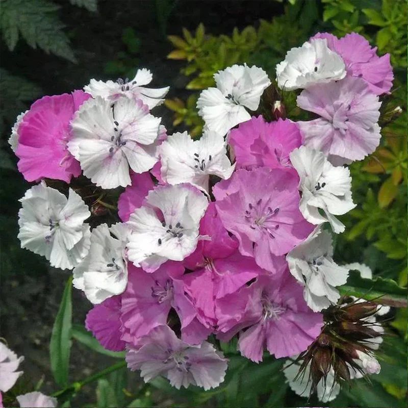 WEE Willie Dwarf SWEET WILLIAM Mixed Colors Dianthus Barbatus Flower Seeds - Image 7