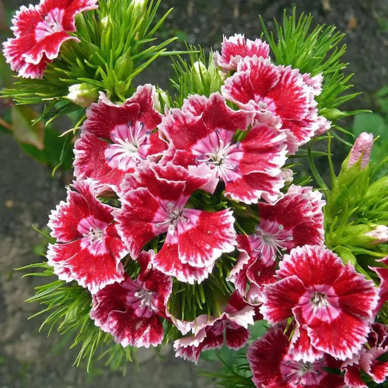 WEE Willie Dwarf SWEET WILLIAM Mixed Colors Dianthus Barbatus Flower Seeds - Image 9