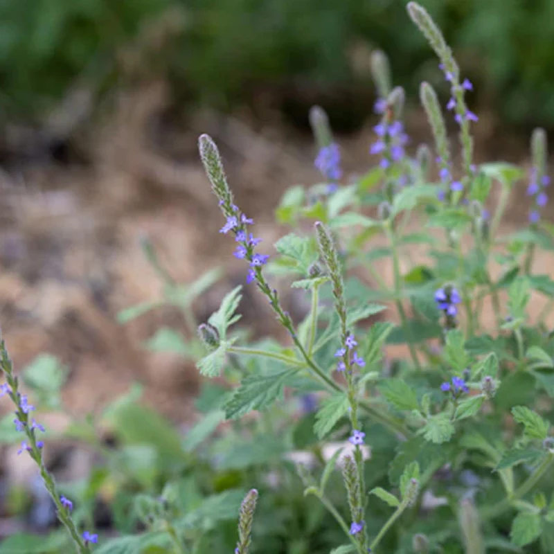 Western Vervain - Image 2