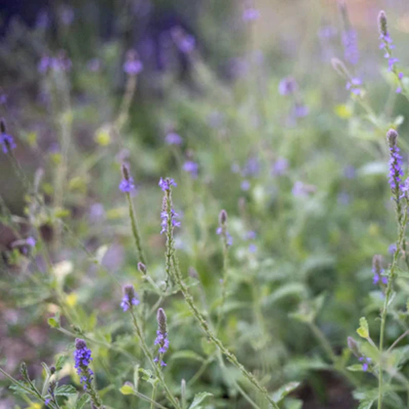 Western Vervain - Image 3