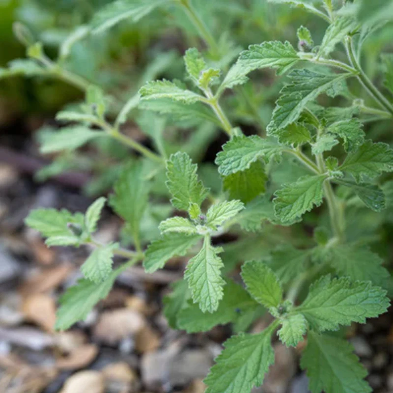 Western Vervain - Image 4