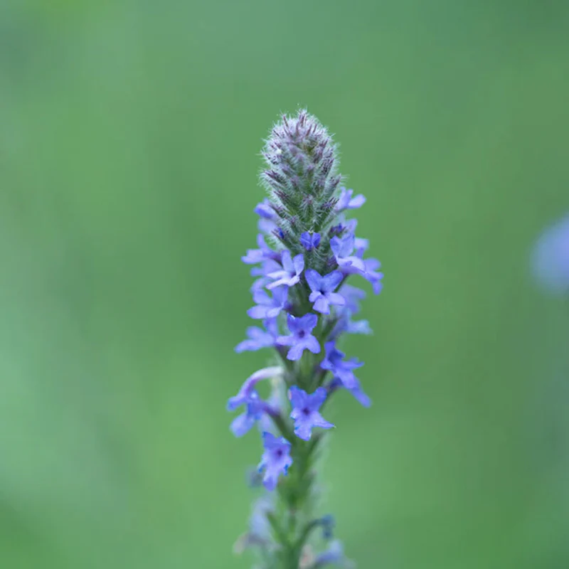 Western Vervain - Image 5