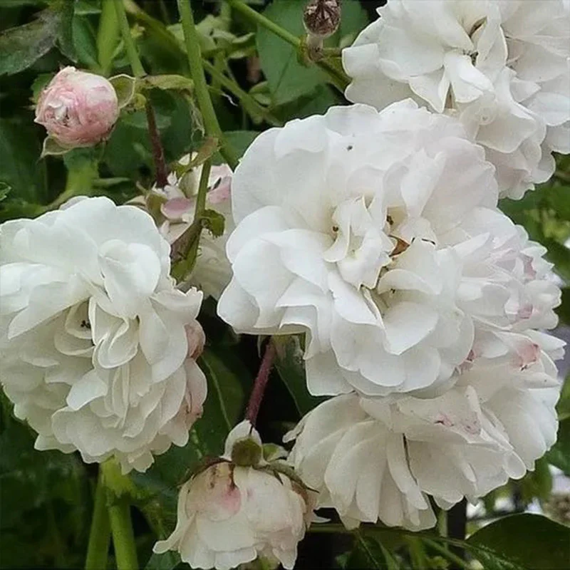 White Climbing Rose Seeds - Image 2