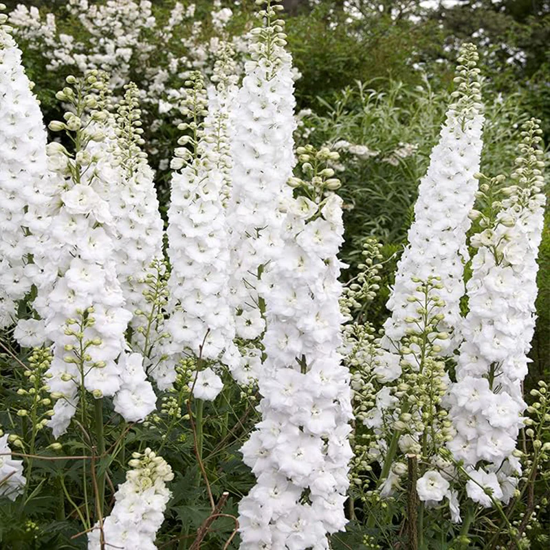 White Larkspur Rocket Flower Seeds for Planting - Image 2