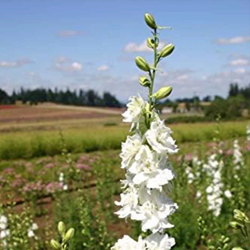 White Larkspur Rocket Flower Seeds for Planting - Image 3