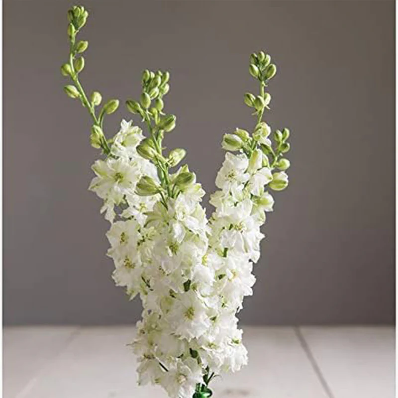White Larkspur Rocket Flower Seeds for Planting - Image 4