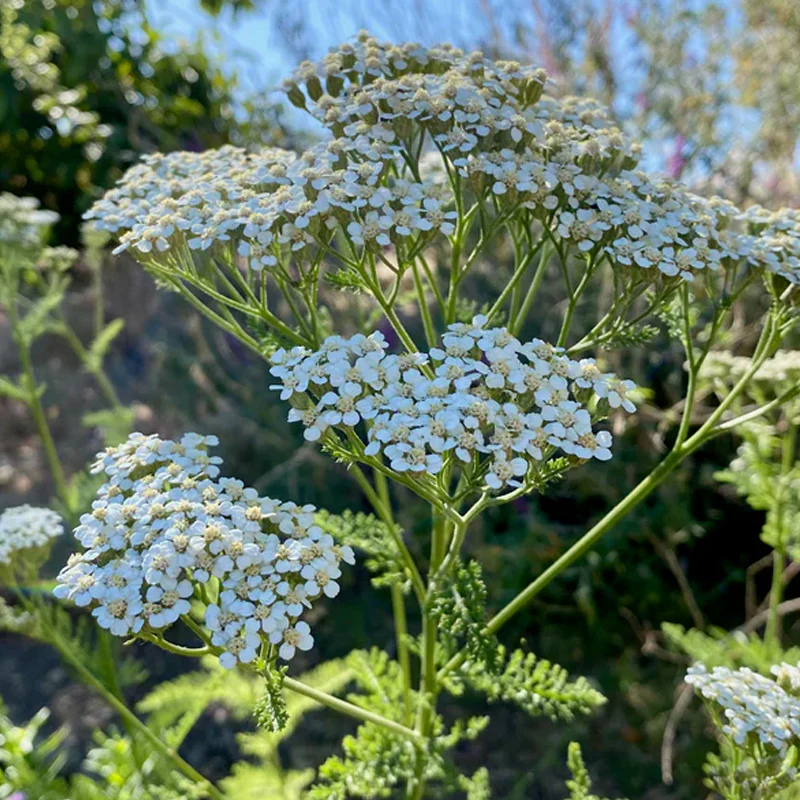 White Yarrow - Image 3