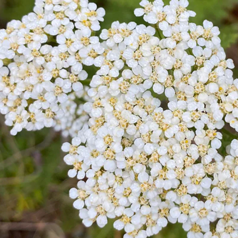 White Yarrow - Image 4