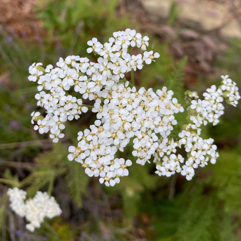 White Yarrow - Image 5