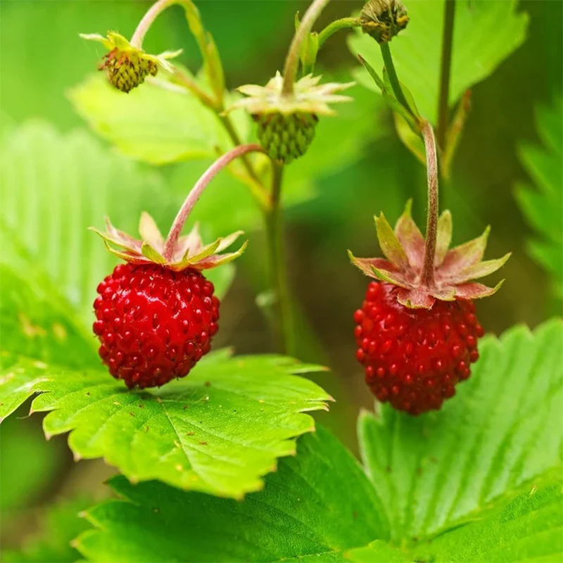Wild Strawberry Seeds, Tiny Sweet Fruit - Image 2