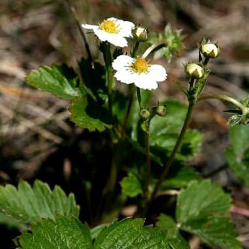 Wild Strawberry Strawberries Seeds Fragaria Vesca Edible Garden Fruit - Image 3