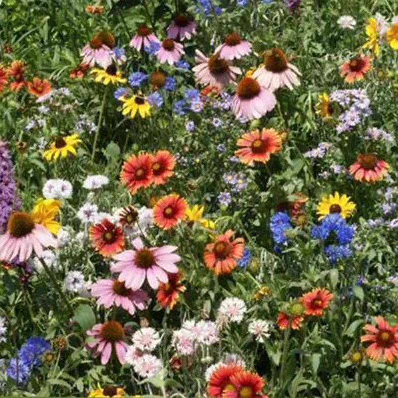 Wildflower Northeast Mix - Image 5