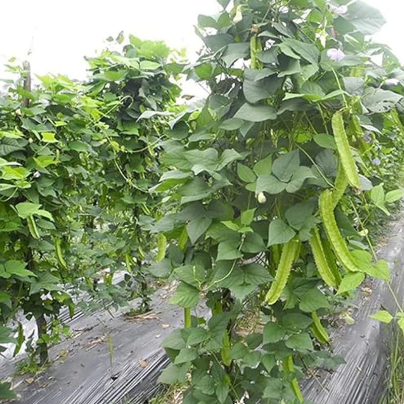 Winged Pea Seeds Four Angled Bean Dragon Bean Seeds - Image 3