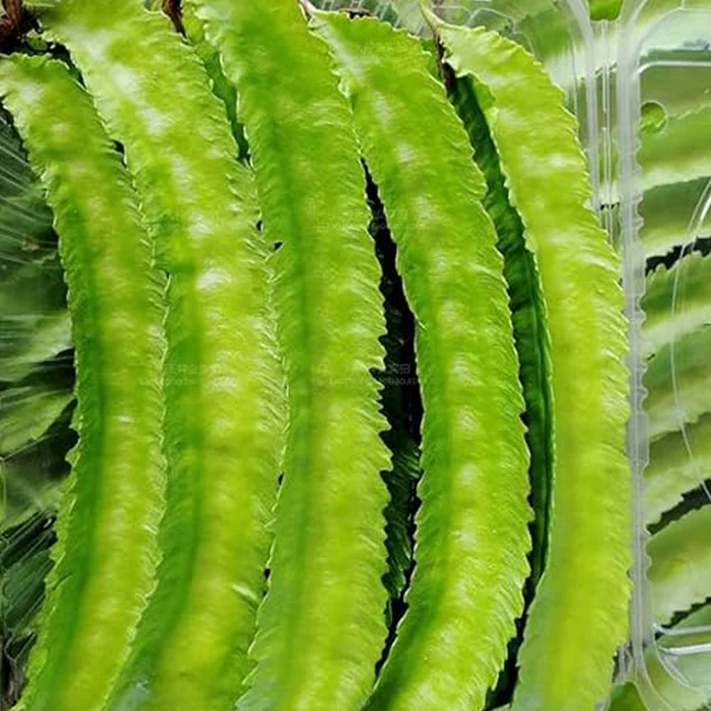 Winged Pea Seeds Four Angled Bean Dragon Bean Seeds - Image 4