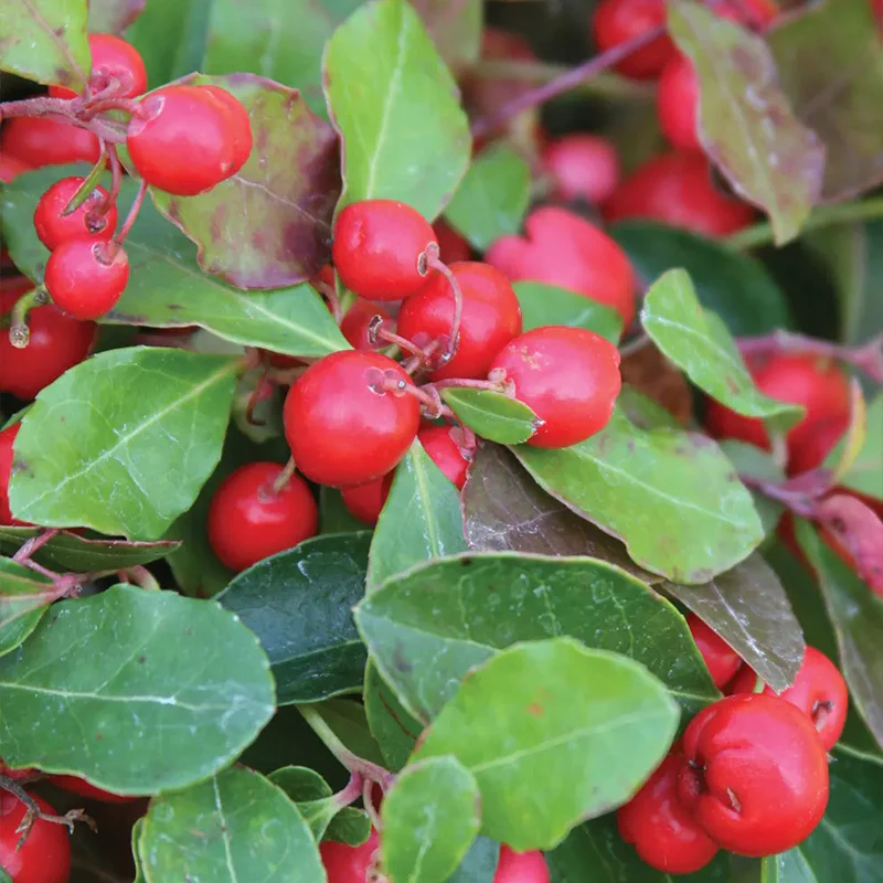 Wintergreen - Image 3