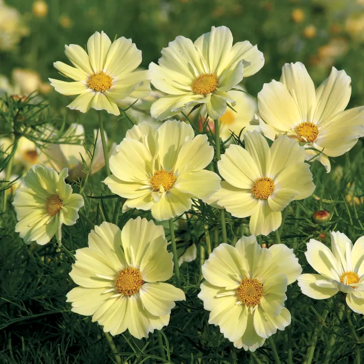 Xanthos Cosmos Seeds - Image 2