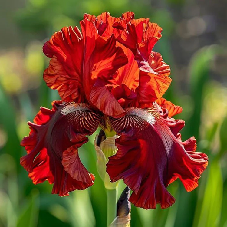 Emerald Wave-Rare Iris Seeds⚜️ - Image 20