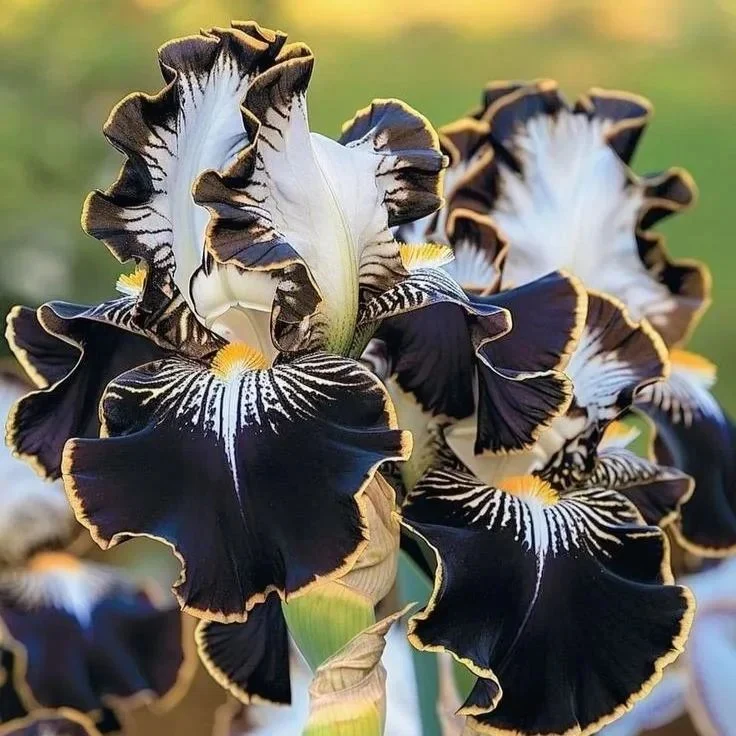 Emerald Wave-Rare Iris Seeds⚜️ - Image 29