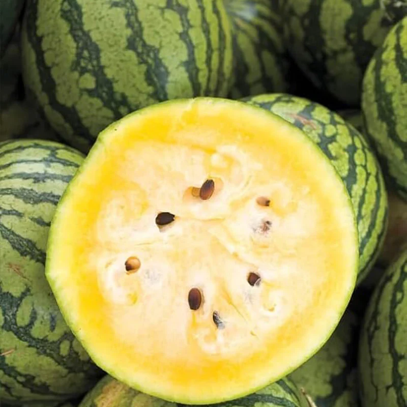 Yellow Crimson Watermelon Seeds - Image 3