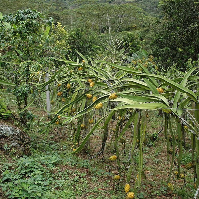 Yellow Dragon Fruit Seed Rare Color Pitaya Fruit Sweet Juicy Fruits Rich in Vitamin - Image 3