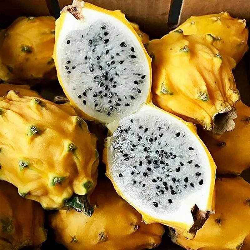 Yellow Dragon Fruit Seed Rare Color Pitaya Fruit Sweet Juicy Fruits Rich in Vitamin - Image 6