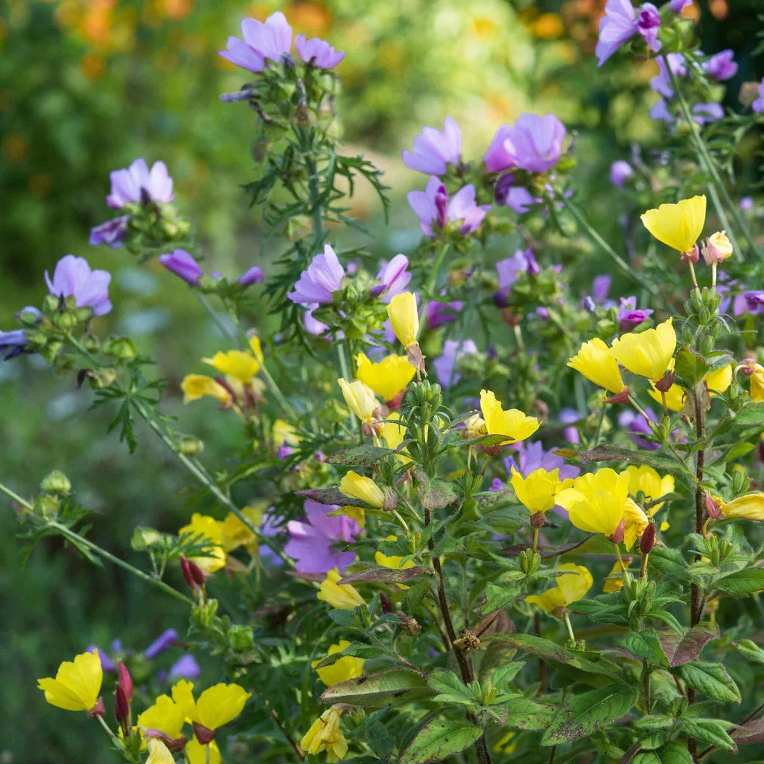 Yellow Evening Primrose Seeds - Image 3