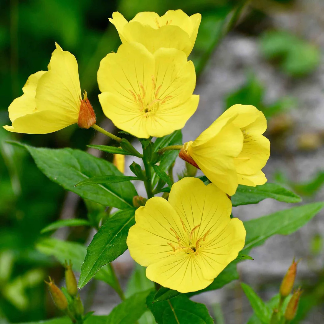 Yellow Evening Primrose Seeds - Image 4