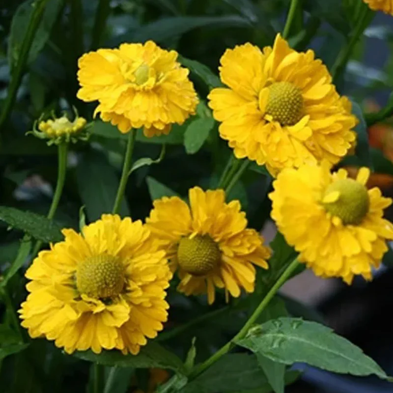 Yellow Helenium Sneezeweed Flower Seeds - Image 2