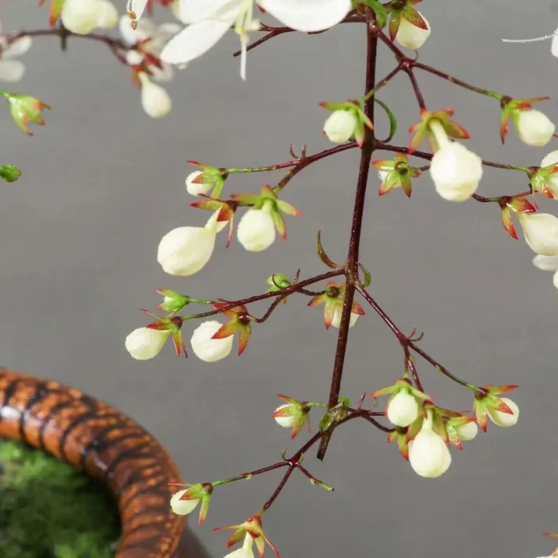 You Are My Life-Trailing Jasmine Flowers Seeds - Image 12