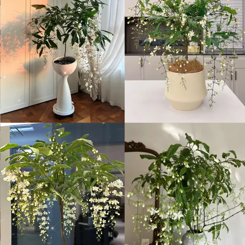 You Are My Life-Trailing Jasmine Flowers Seeds - Image 4