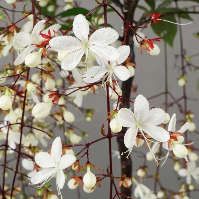 You Are My Life-Trailing Jasmine Flowers Seeds - Image 5