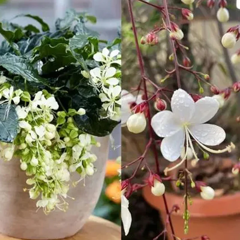 You Are My Life-Trailing Jasmine Flowers Seeds - Image 6