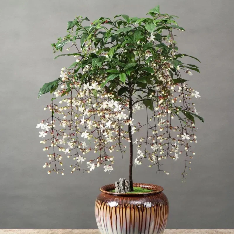 You Are My Life-Trailing Jasmine Flowers Seeds - Image 7