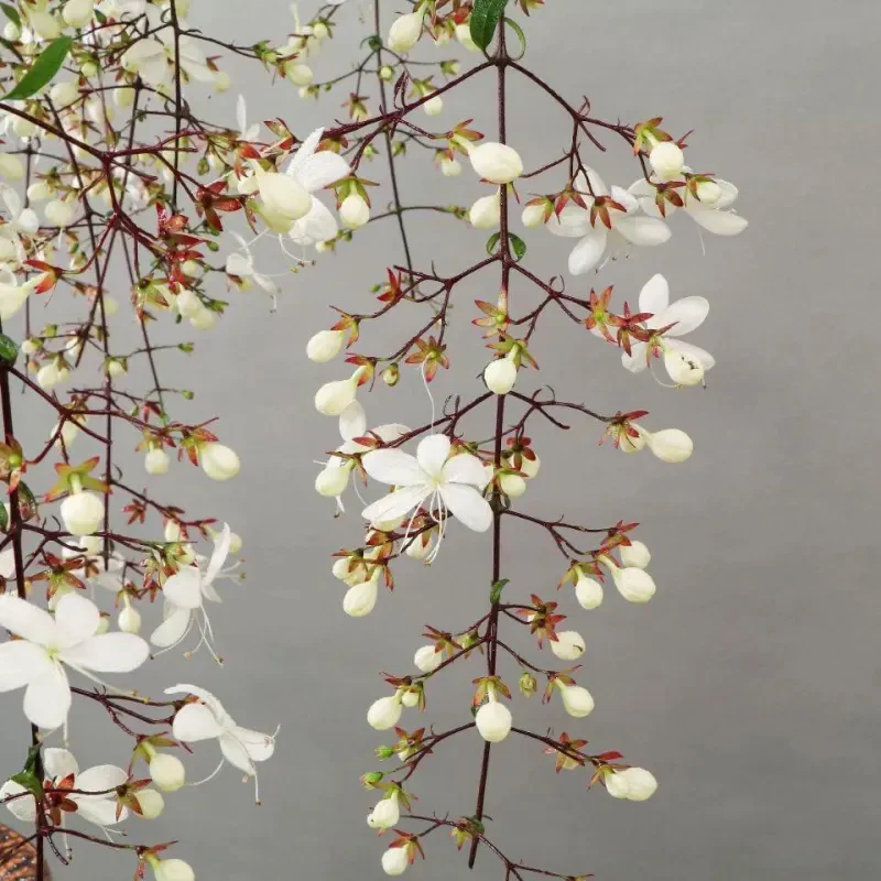You Are My Life-Trailing Jasmine Flowers Seeds - Image 8