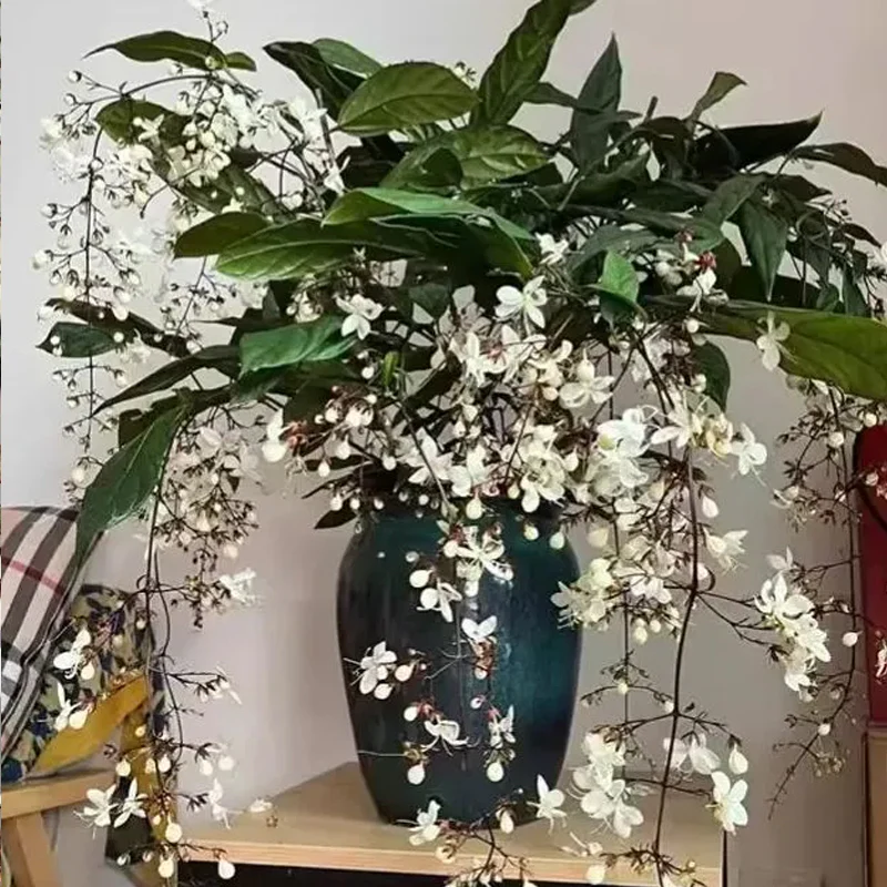 You Are My Life-Trailing Jasmine Flowers Seeds - Image 9